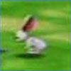 A rabbit. What's it going to do -- hump them to death?
